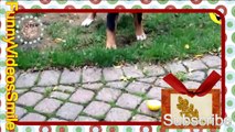 Best Funny Videos - Funny Cats and Dogs vs Lemons - Funny Animal Compilation 2015