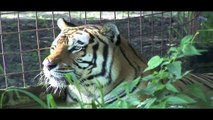 Do Wild Cats make good pets? -- Big Cat Rescue Tampa, Florida