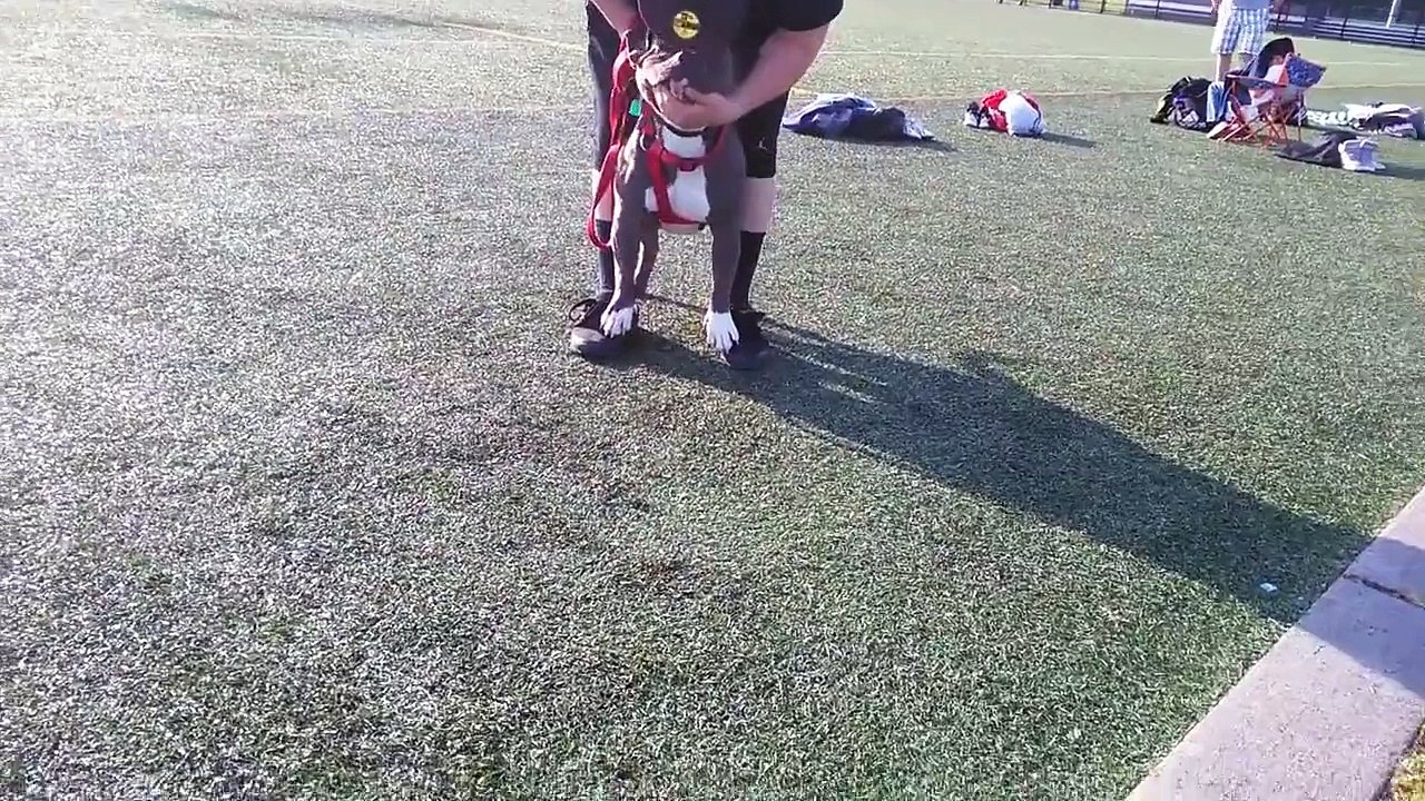 PIT BULL VS ROTTWEILER FIGHT!!! PIT ATTACKS ROTT