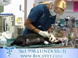 Exotic Pet Care! Boca Vet, Animal Hospital, Boca Raton, FL, 33487