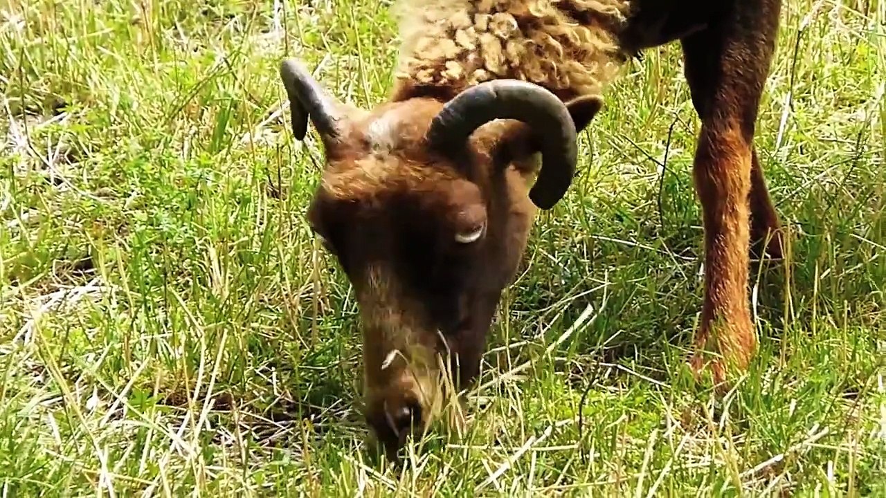 Alte Nutztierrassen 38: Quessant Schafe, Bretonische Zwergschafe, Ouessants Tier Doku Haltung