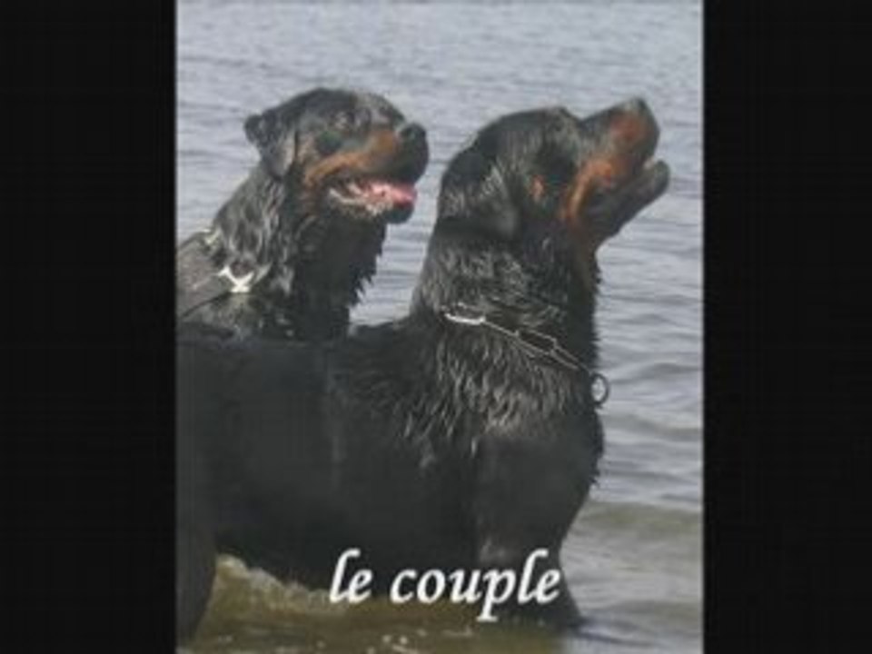 ROTTWEILER A L'ECOUTE