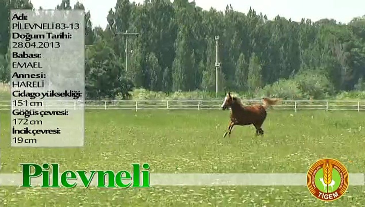 PİLEVNELİ