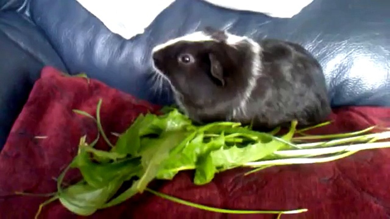 guinea pig nom nom song