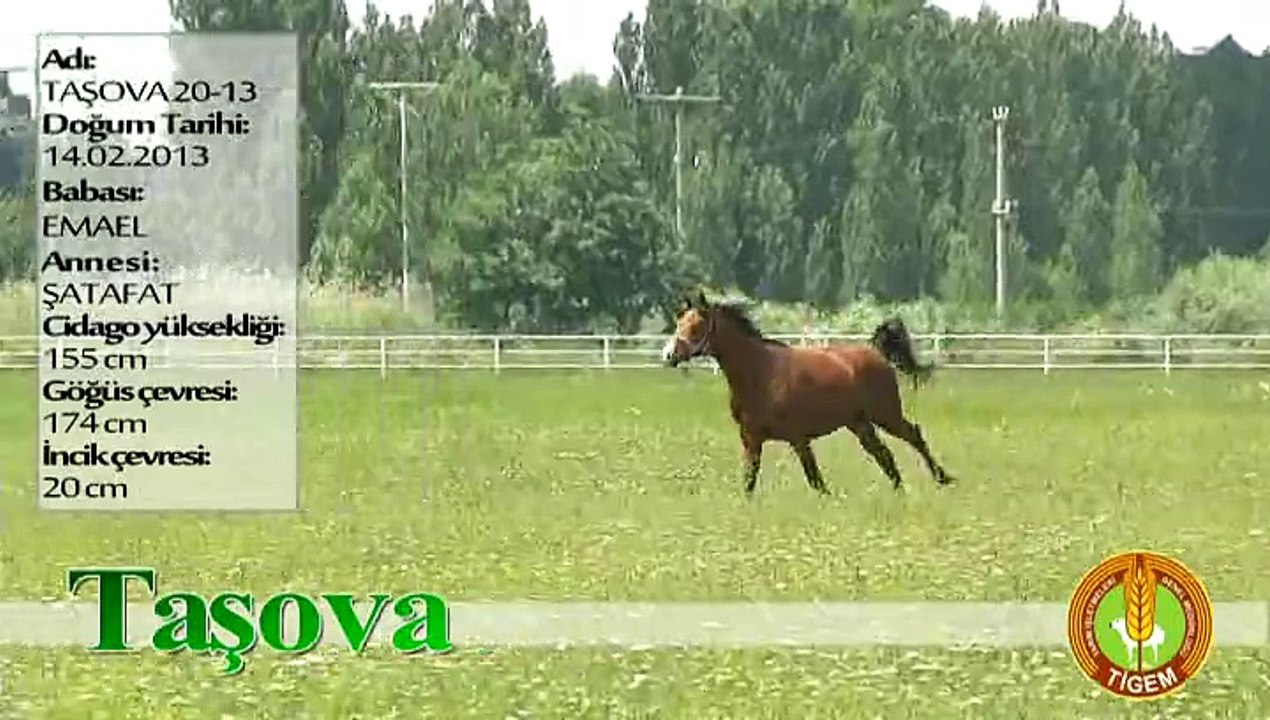 TAŞOVA