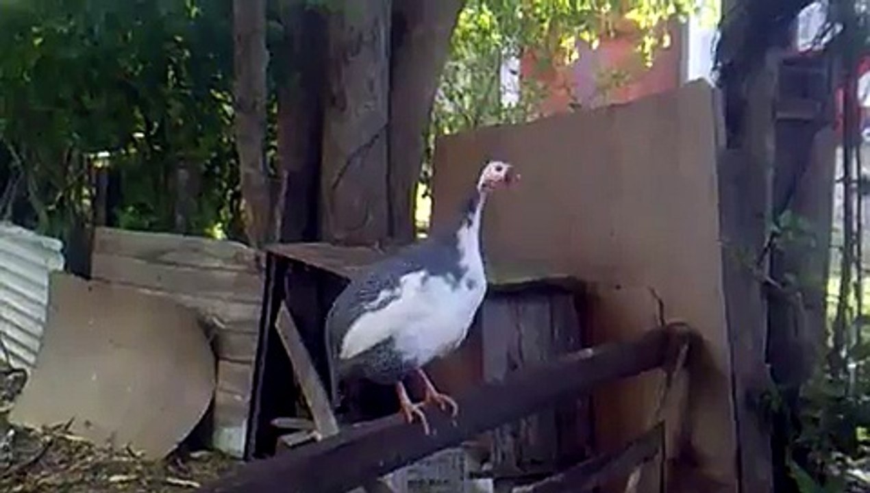 Gallina de Guinea