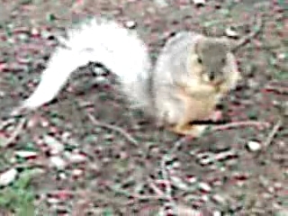 White Tailed Squirrel