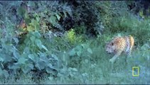 LEOPARD DEMONSTRATES DEATH GRIP ON PREY - Discovery Animals Nature