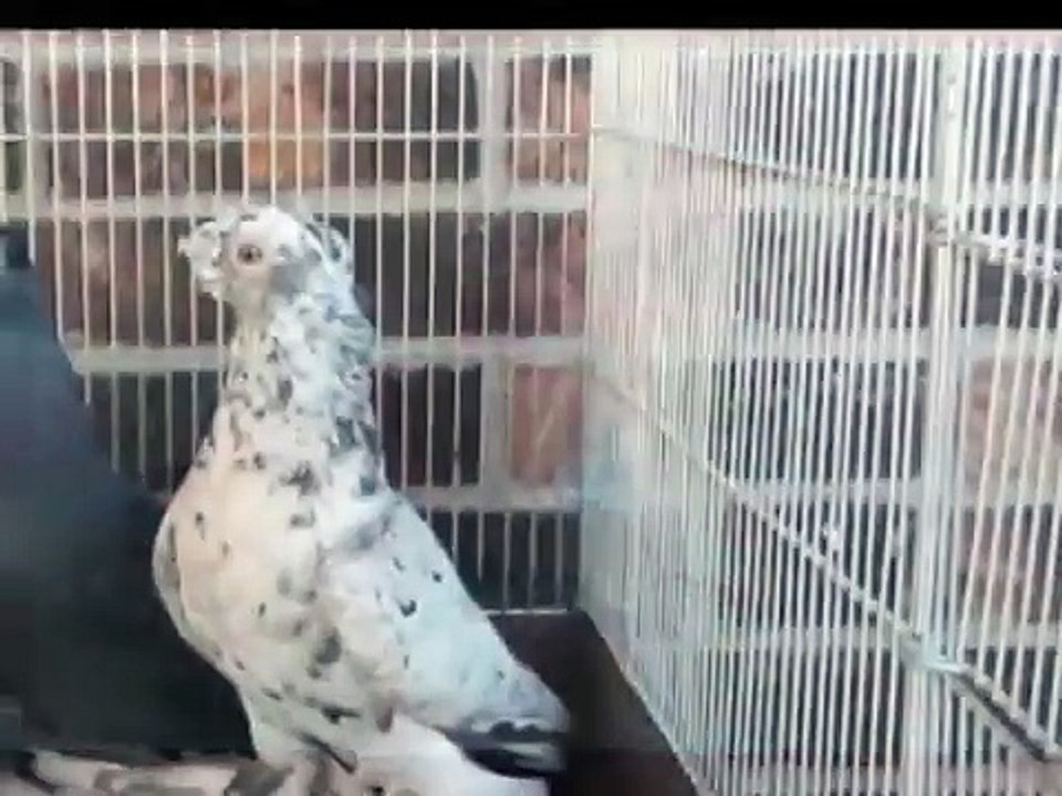 Uzbek`s and Centerasian`s pigeons in Colorado, Usa.