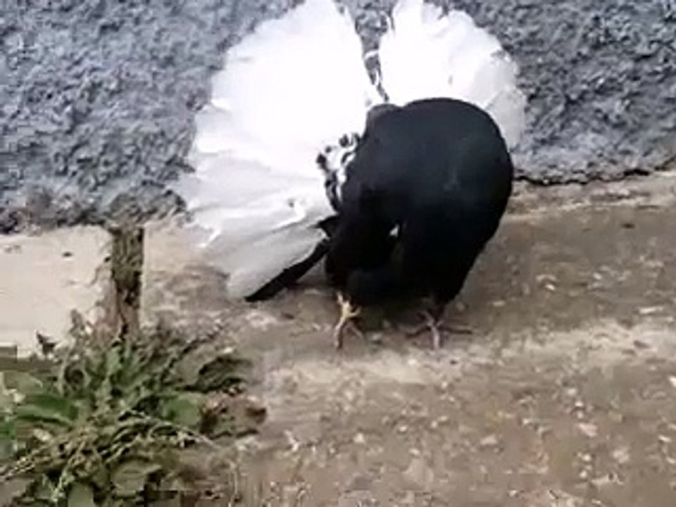 fantail pigeons