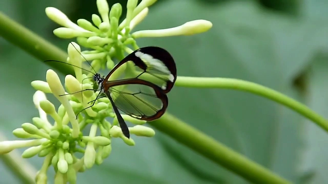 Greta oto, a beautiful Glasswing  butterfly - Greta oto, la mariposa de "alas de cristal"