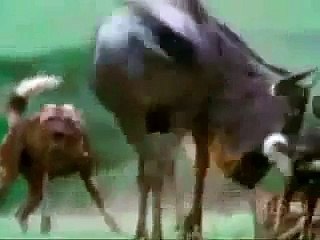 Mother Wildebeest Defends her Calf against pack of Wild Dog on her own