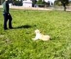 addestramento cani (labrador Ronnie)addestratore Pierpaolo Palma