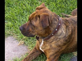 Our 2 Dogs Staffie x & Kelpie X Slideshow