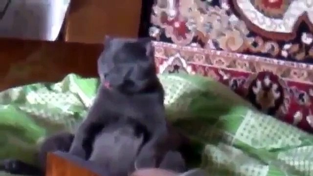 Freshpet Holiday Feast - 13 Dogs and 1 Cat Eating with Human Hands