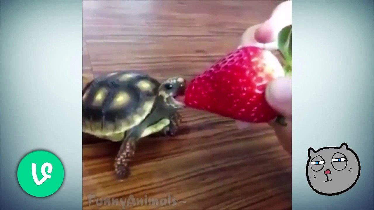 Best Funny Animals Vines Compilation New! 2015