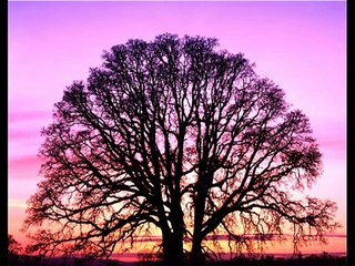 Sourate (Chapitre) Al-Baqara - Versets de 142 à 163