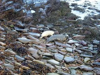 Trip to Sanday in Orkney
