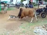 Buffalo Fight With Goat - Goat Won  - Animal Fights - Never Never Never Give Up