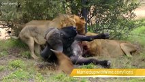 مؤثر جدا .. 3 اسود تفترس جاموس وهو حي - الحيوانات المفترسة - lions attack buffalo