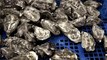 Growing oysters, the natural way! Gallagher's Oysters