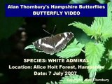 Cute White Admiral Butterfly fluttering and bouncing around