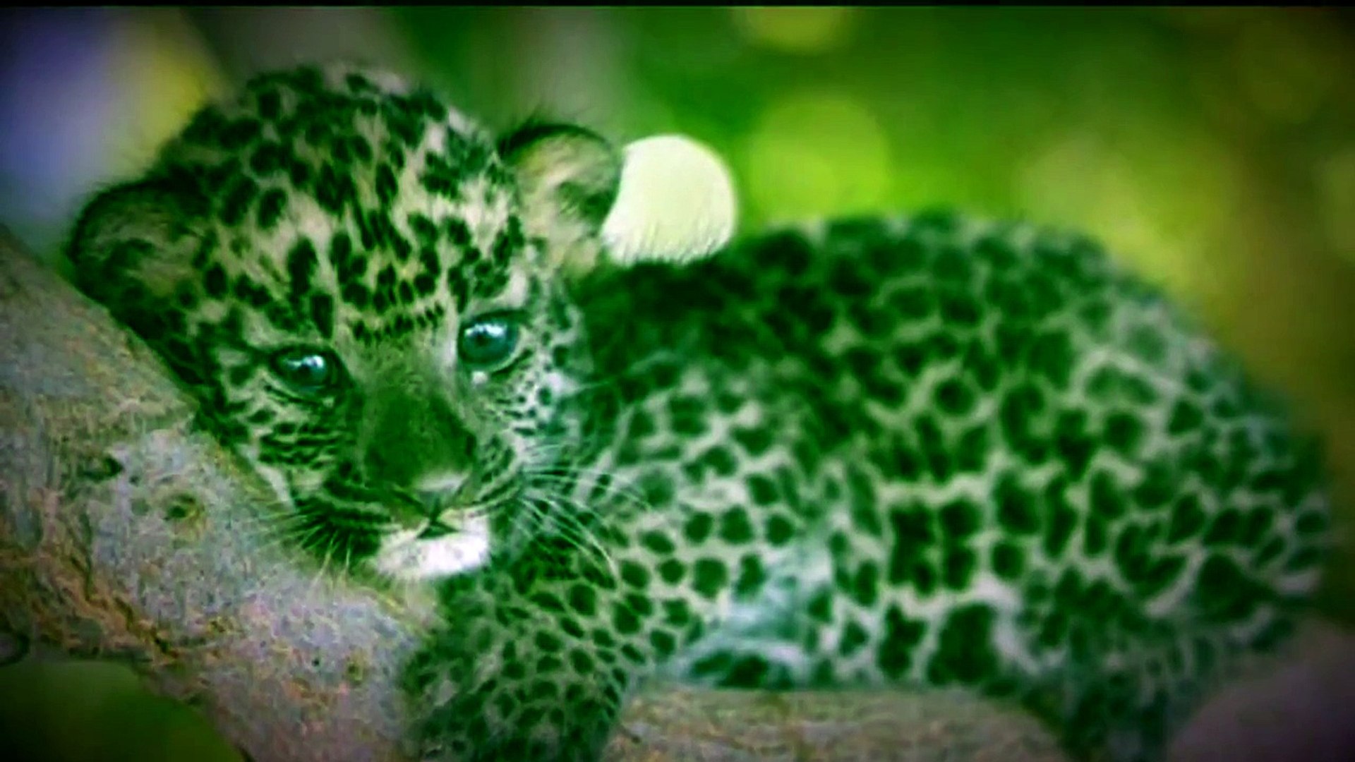 Cute Little Animals
