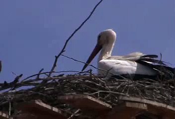 Der Storch - the stork