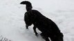 Stewart the dog: first snow (crazy border collie cross)