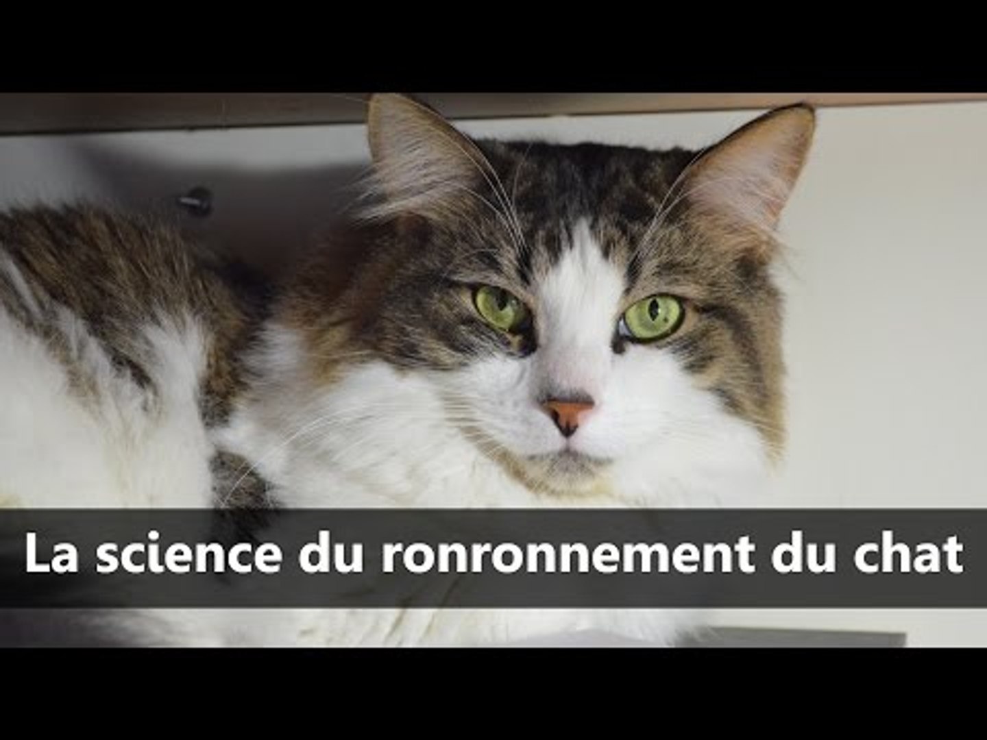 La Science Du Ronronnement Du Chat Scilabus 26 Video Dailymotion