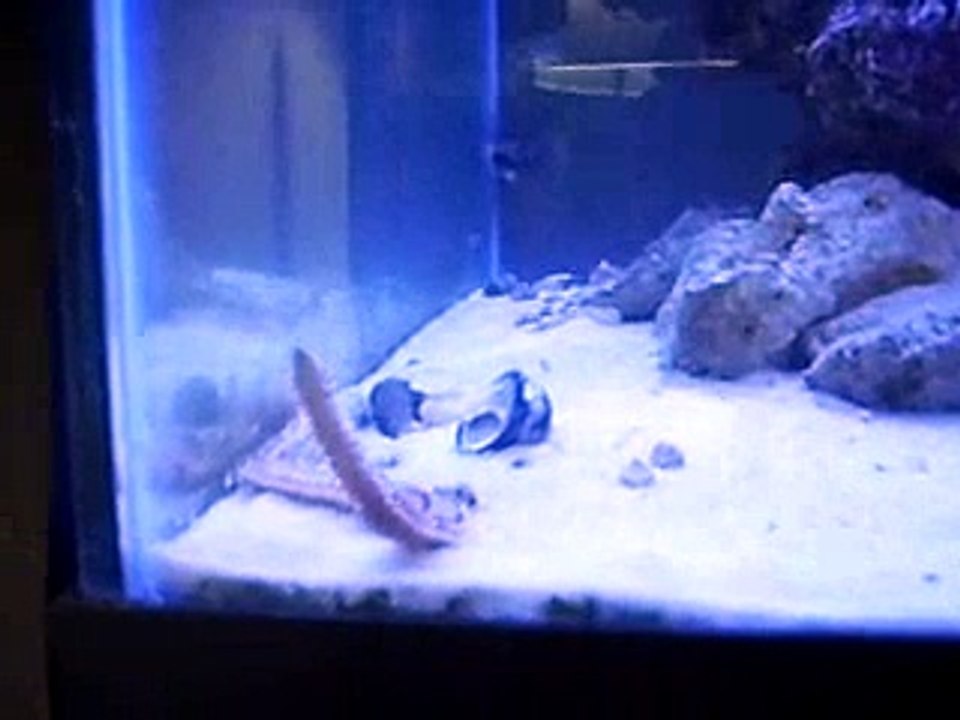 Bristle worm