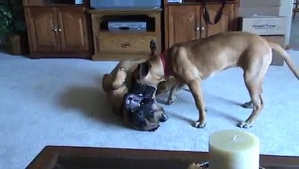 2 bullmastiffs playing