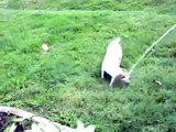 Crazy Jack Russell Terrier Chasing Water Hose