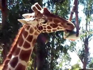 Giraffes Close up Feeding @ Six Flags