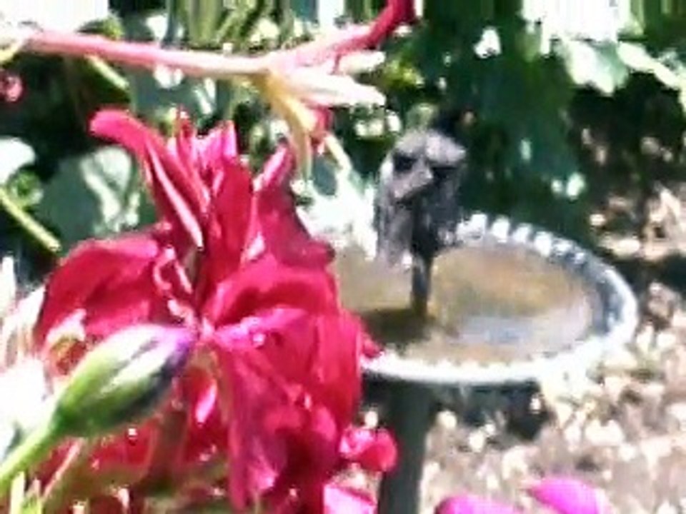 Bain de monsieur le merle