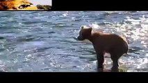 Pelea Salvaje de Osos Grizzly