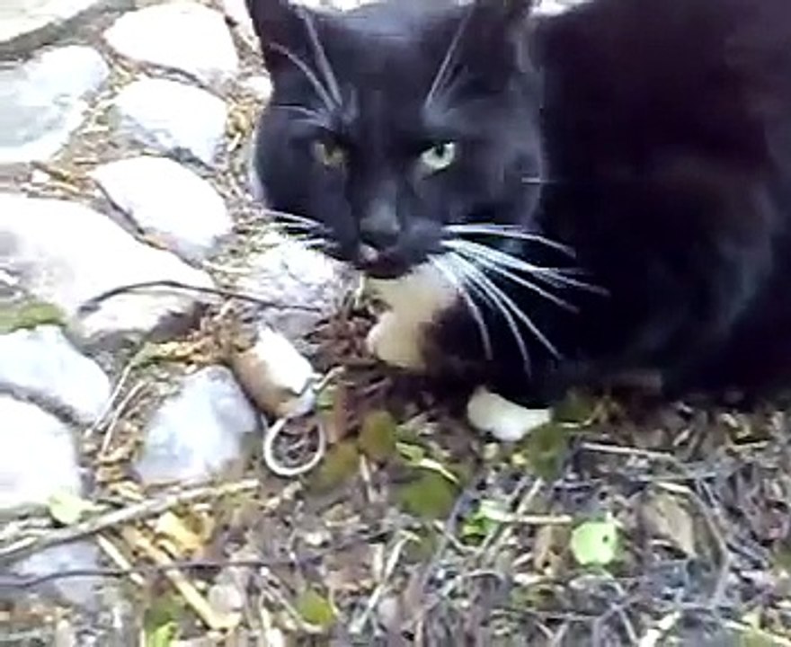 Cat eats mice