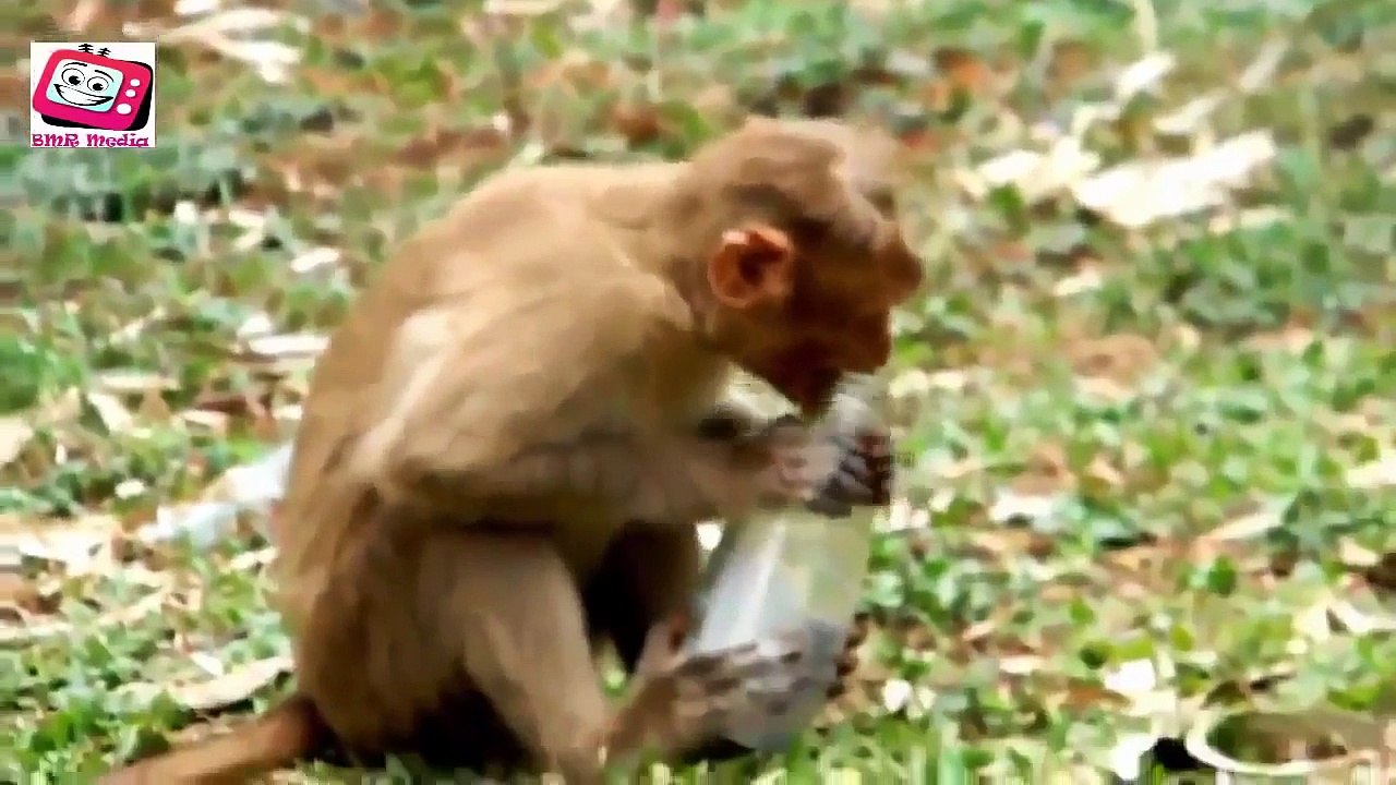 Funny Animals Videos Full HD   Funny Cats Videos   Best Funny Animals compilation 2015