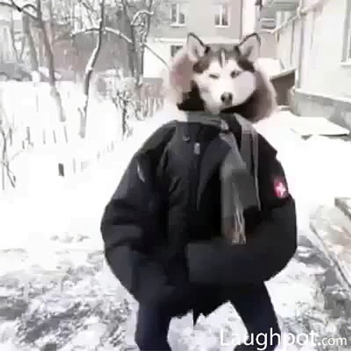 Funny wolf