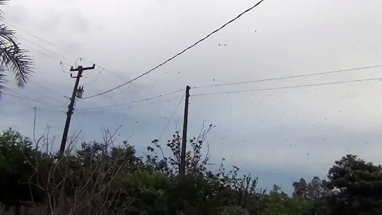 itlay ma spider ki barish nay sub ku ehraan kr dia amazing must watch n share
