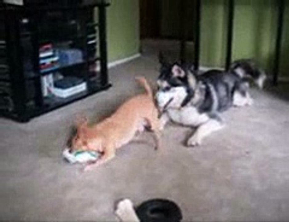 Puppy Play