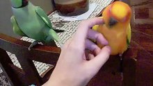 Conure soleil perruche a collier