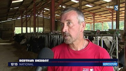 Canicule : les vaches souffrent elles aussi de la chaleur