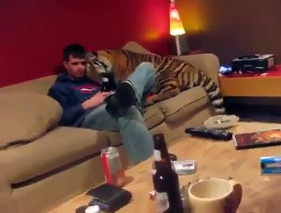 tiger roaming in home