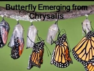 3rd Class - Science - Life Cycle of a butterfly