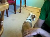 Alpha Cat Meets New Puppy