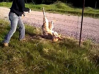 Cet Homme va Libérer ce Loup qui s'est Coincé la patte dans la Clôture