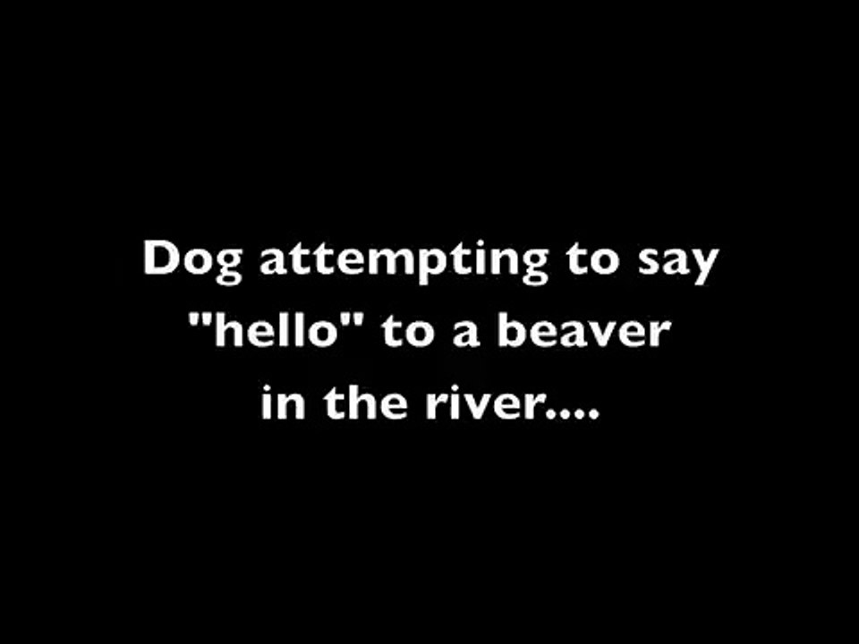 Beaver vs Dog