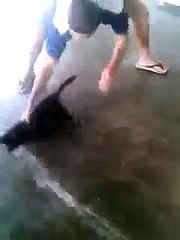 See What Done With This Cat