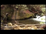 Fly Fishing for Native Brook Trout with The Blue Ridge Angler
